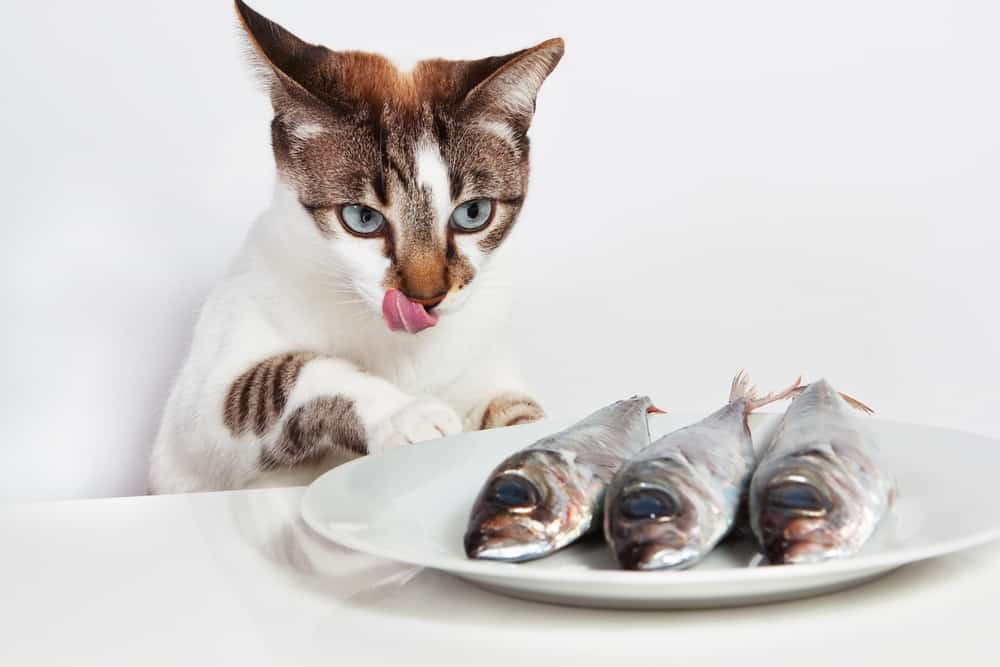 why do cats like fish