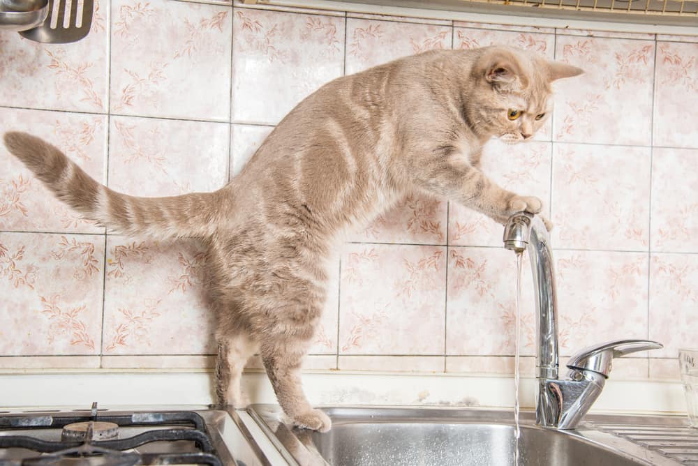 why do cats like moving water