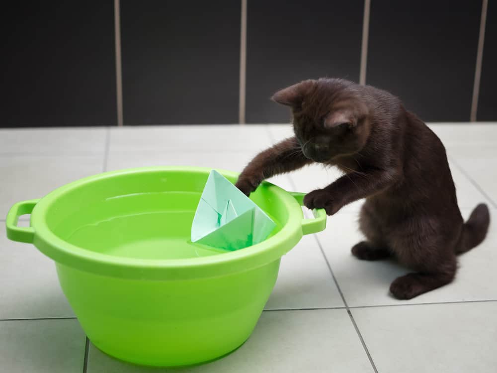 why do cats put things in their water bowl