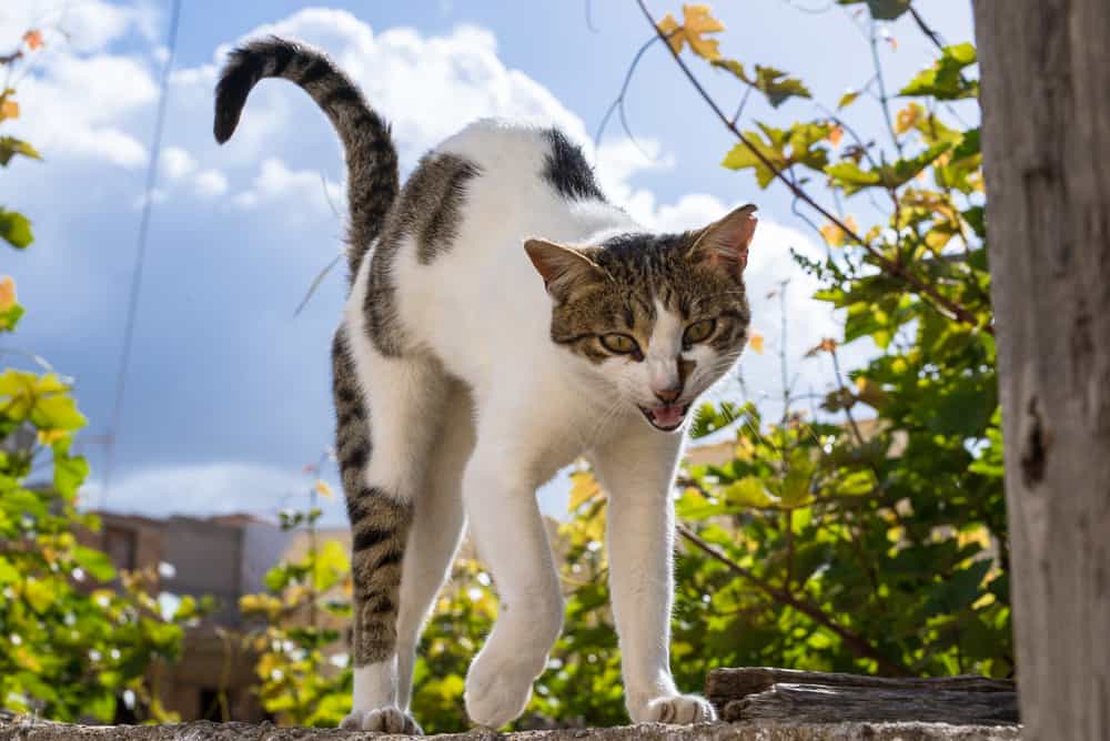 cute cat crab walking and hoping sideways