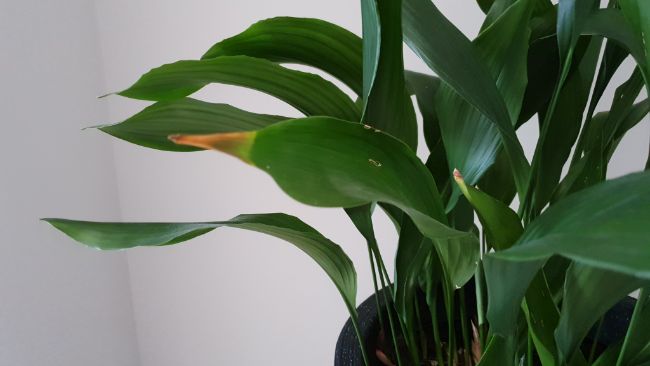 Brown leaves on cast iron plant (Aspidistra elatior)