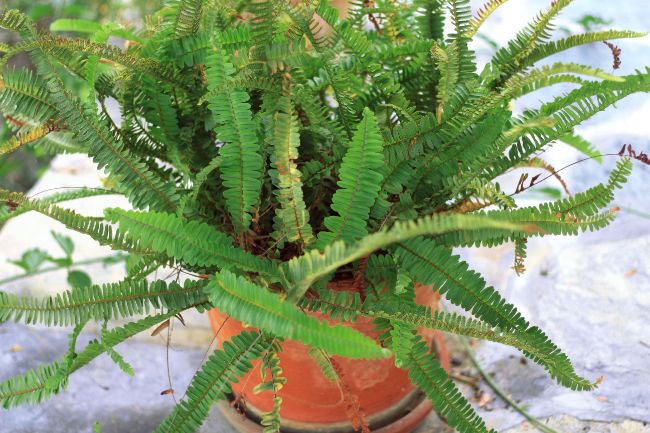 brown leaves on boston fern (Nephrolepis exaltata)