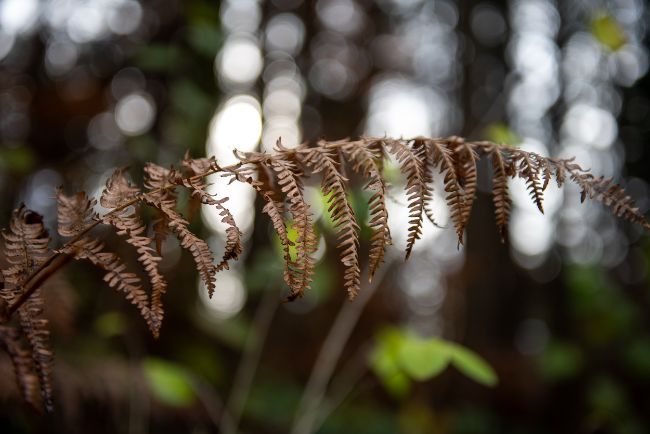 Boston Fern brown leaves