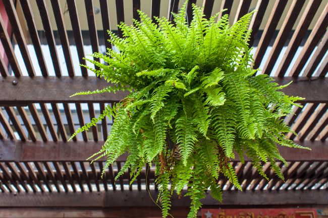 brown leaves on Boston fern (Nephrolepis exaltata) due to natural aging