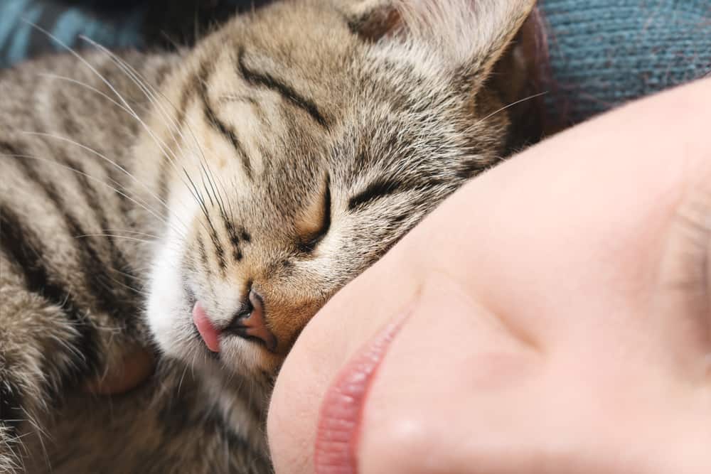 cat sleeping on a person's neck