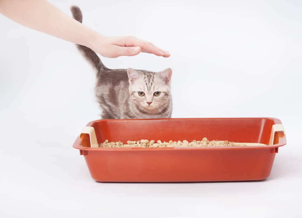 why does my cat stare at the litter box