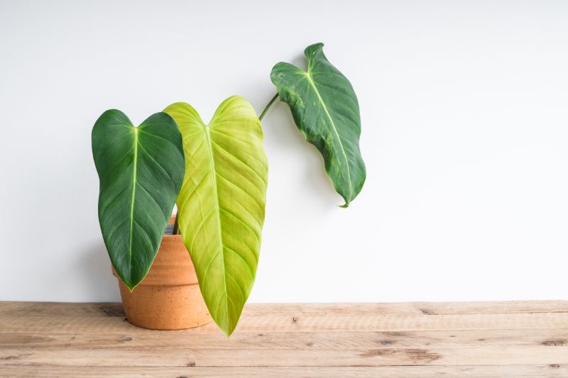 philodendron yellow leaves