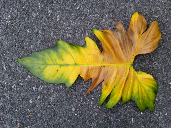 philodendron yellow leaves