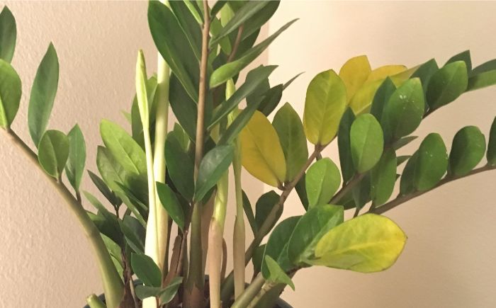 why does my zz plant have yellow leaves