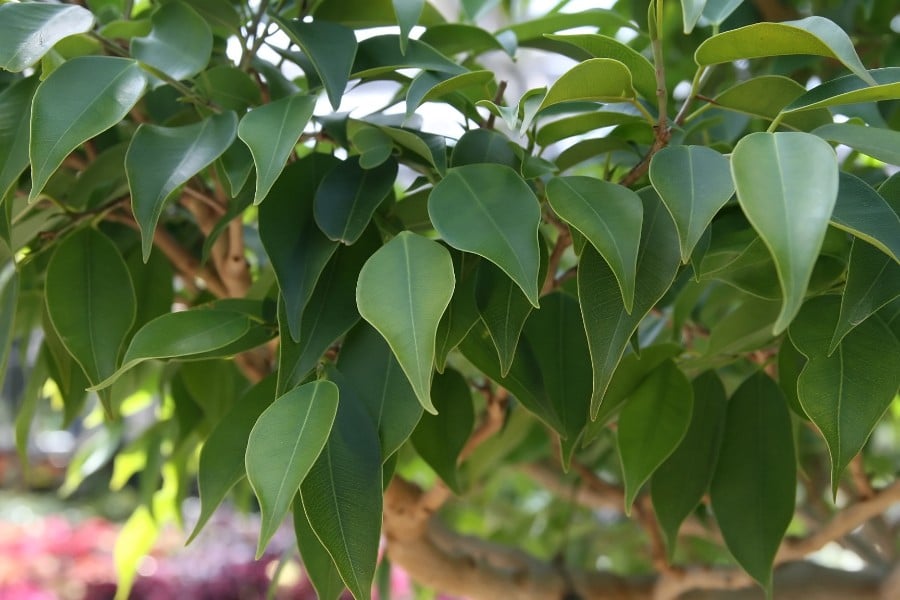 why is my ficus dropping leaves