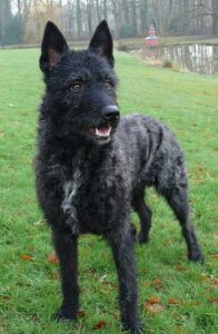 Wire-haired Dutch Shepherd