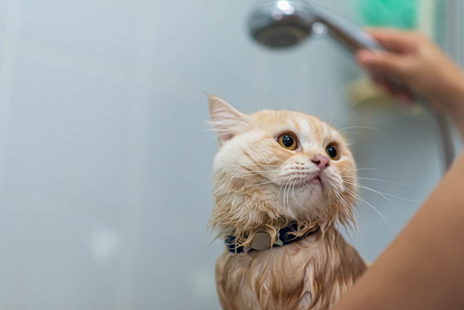 woman bathing a cat