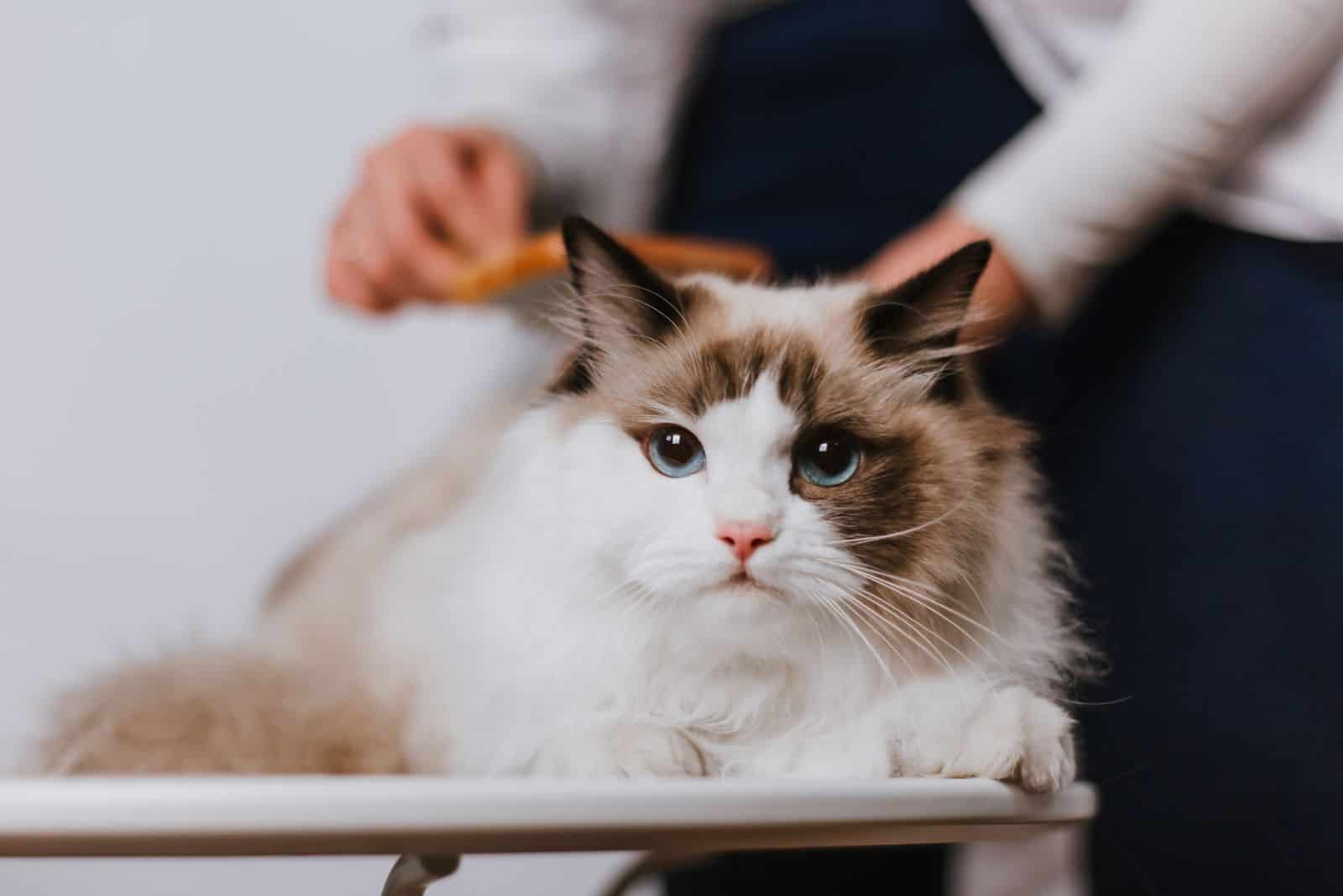 woman brush Ragdoll Cat