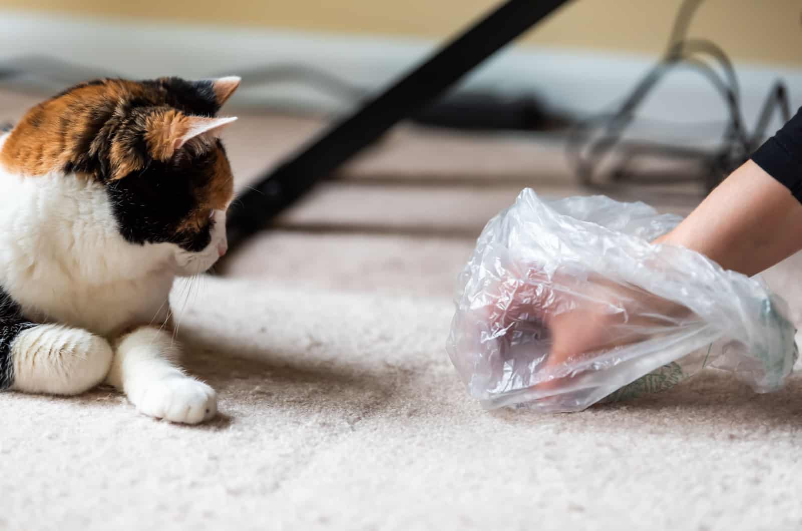 woman cleaning hairball vomit stain and cat looking