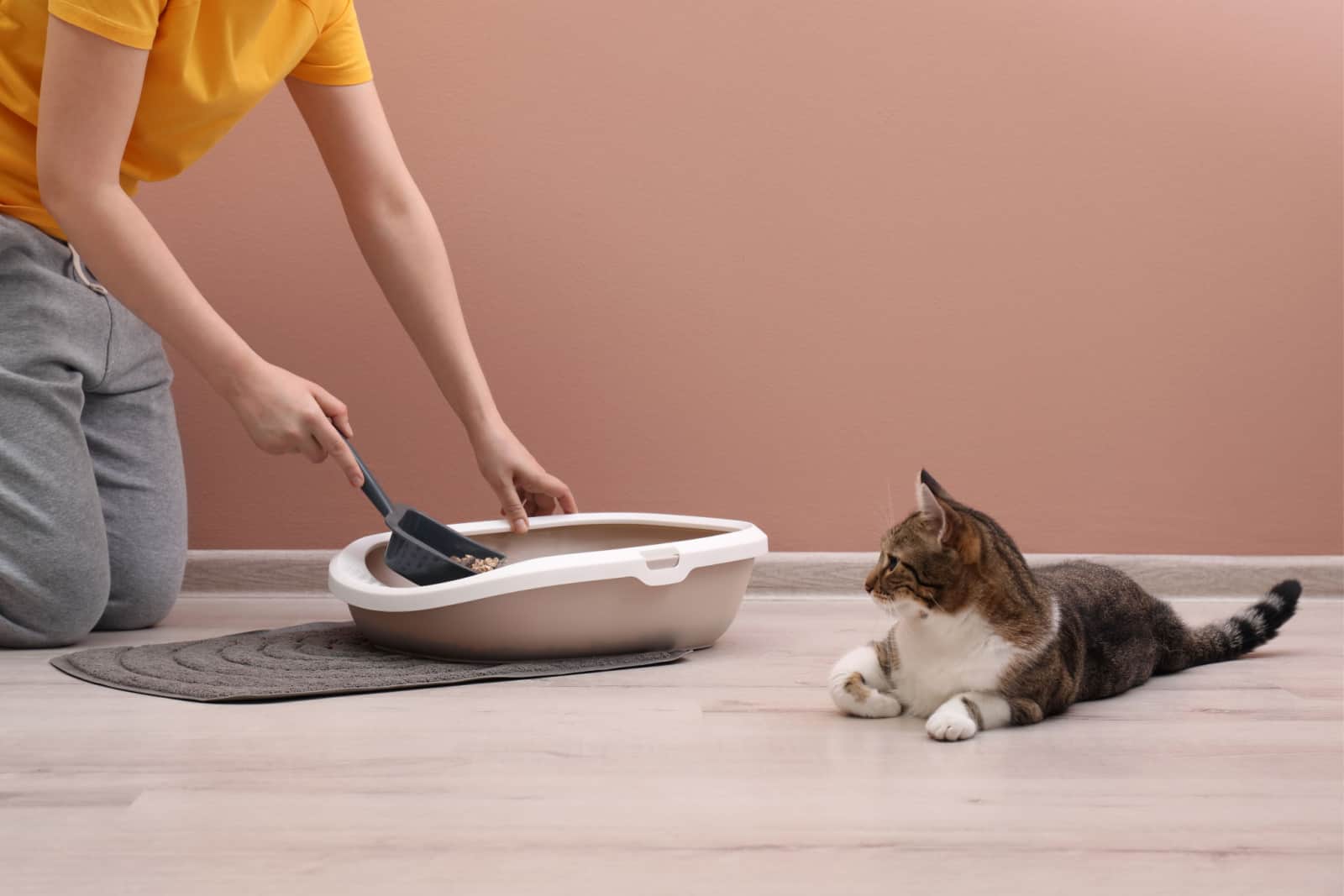 woman cleans cat's litterbox