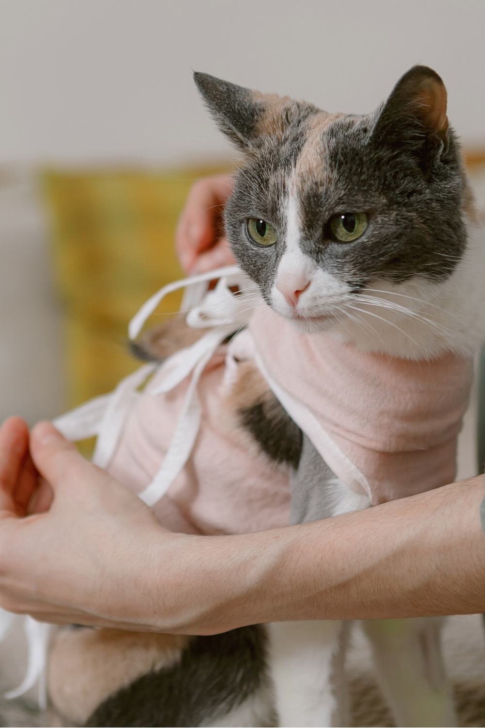 woman helping spayed cat