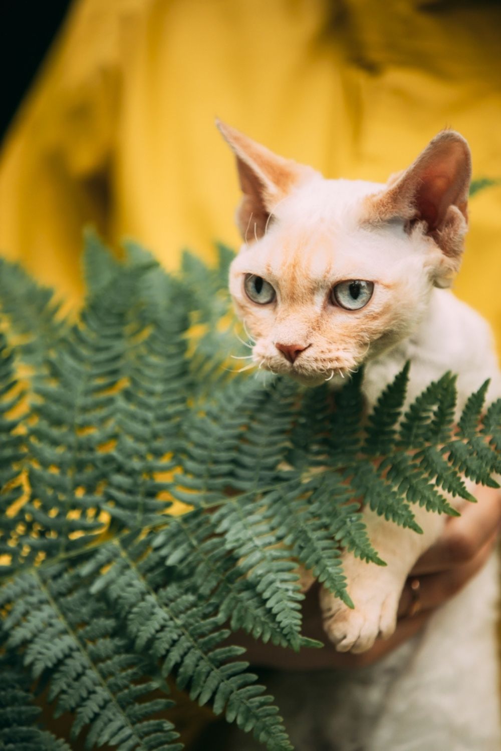 woman holding cat with fern