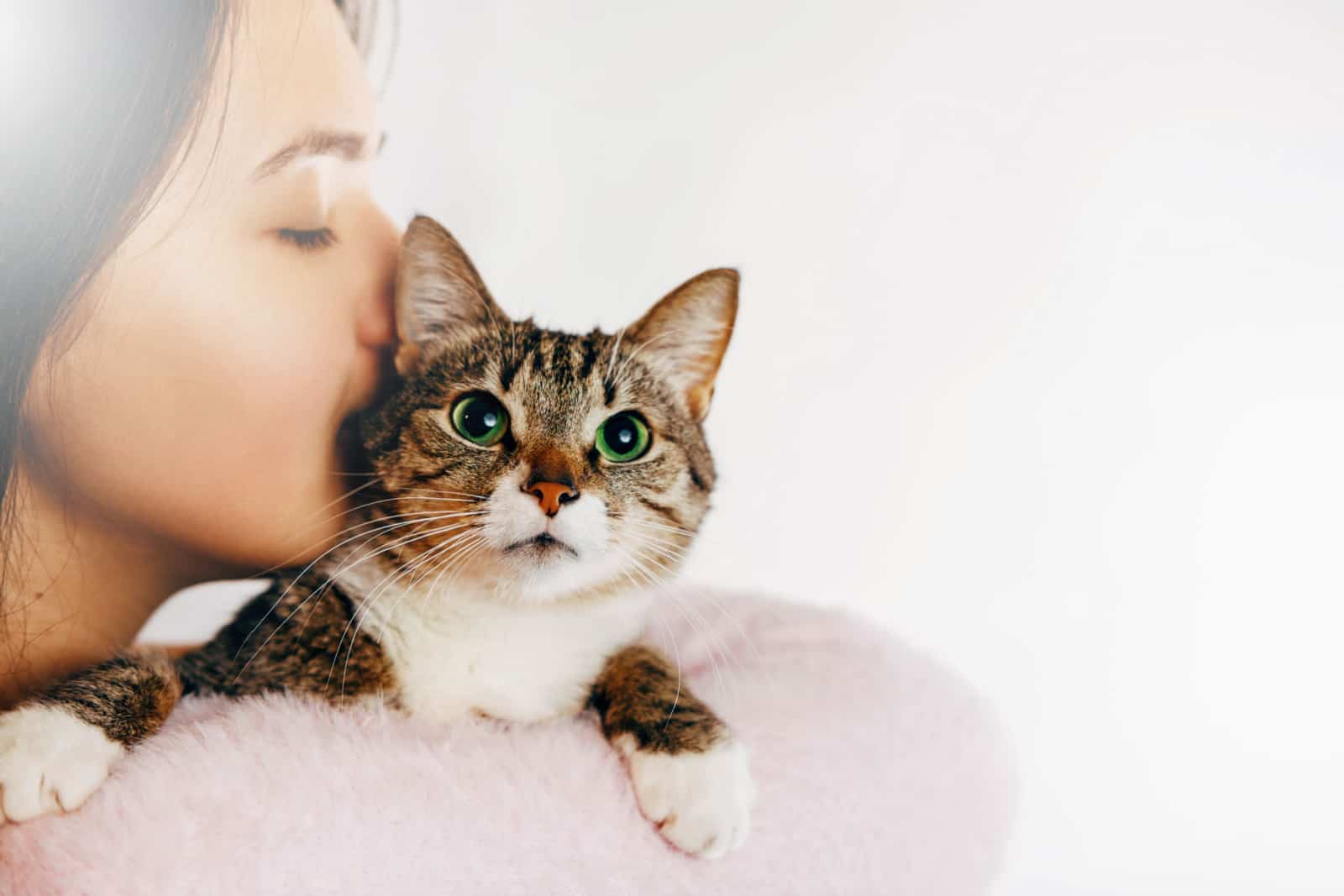 woman kisses beautiful cat, girl hugs cat, white background