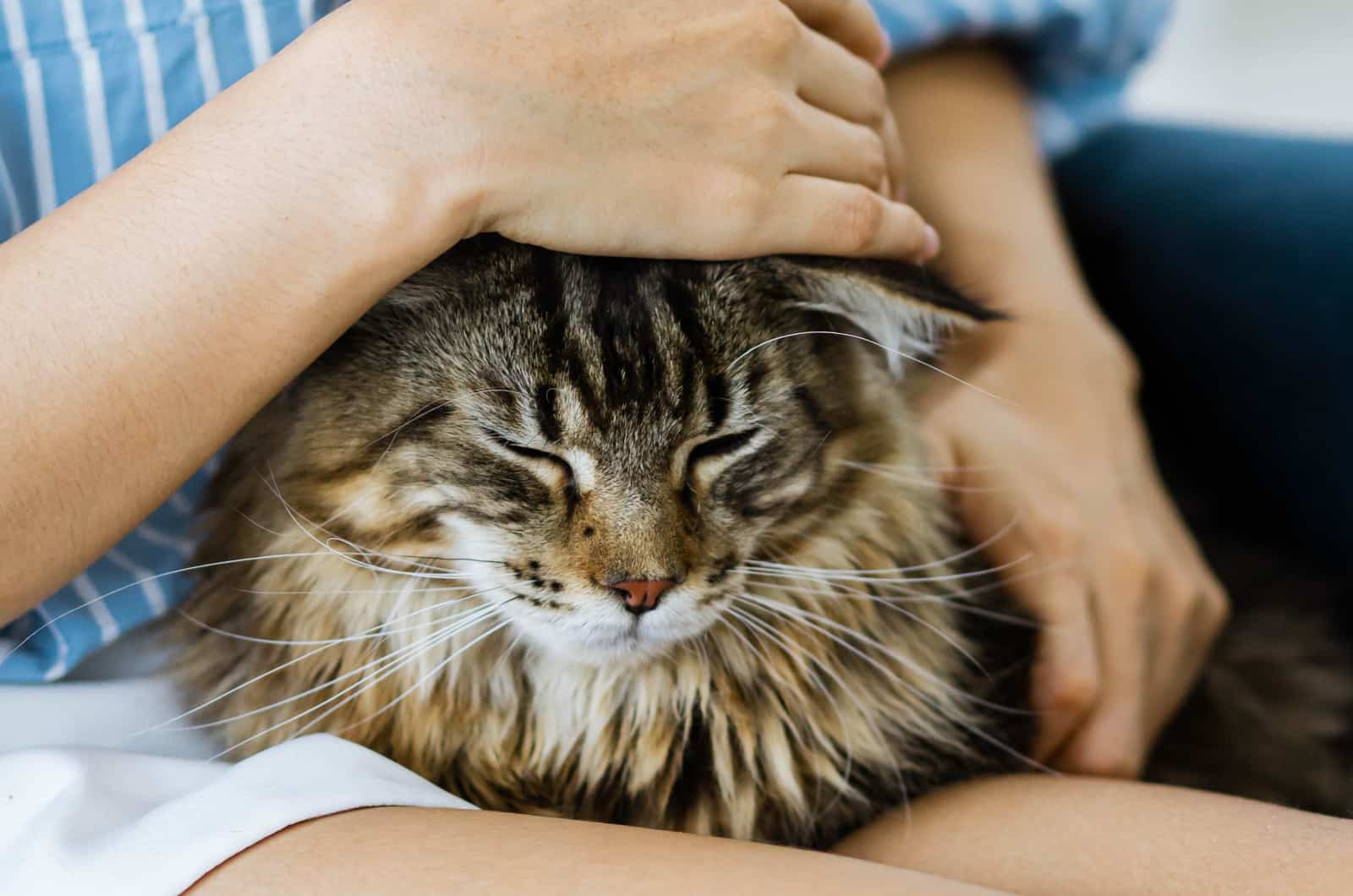 woman petting main coon tabby cat in her lap