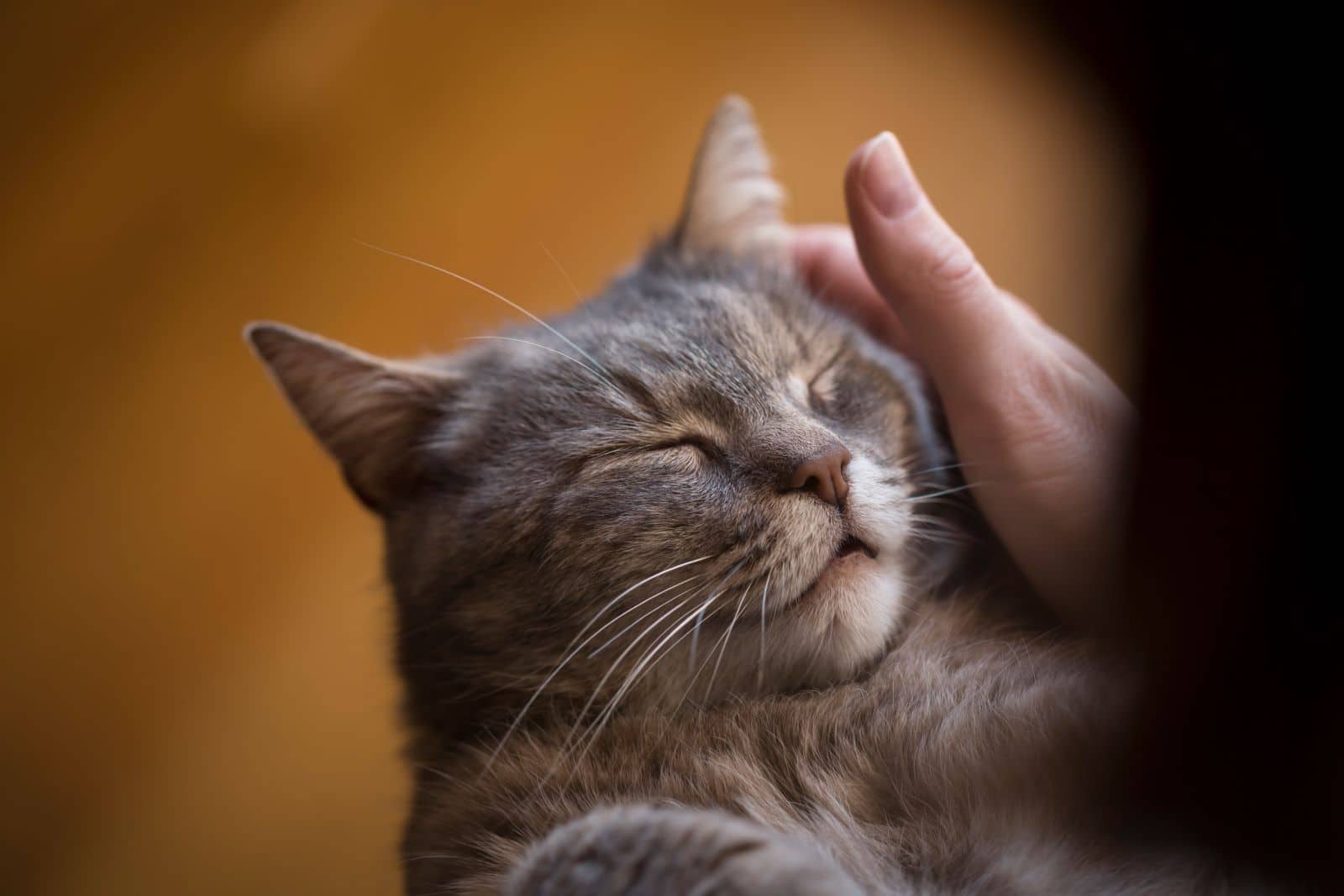 woman strokes cat's head