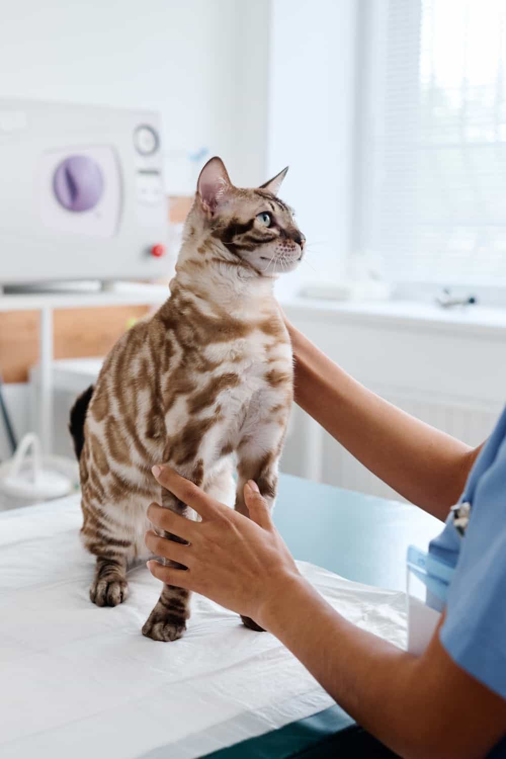 woman vet and cat