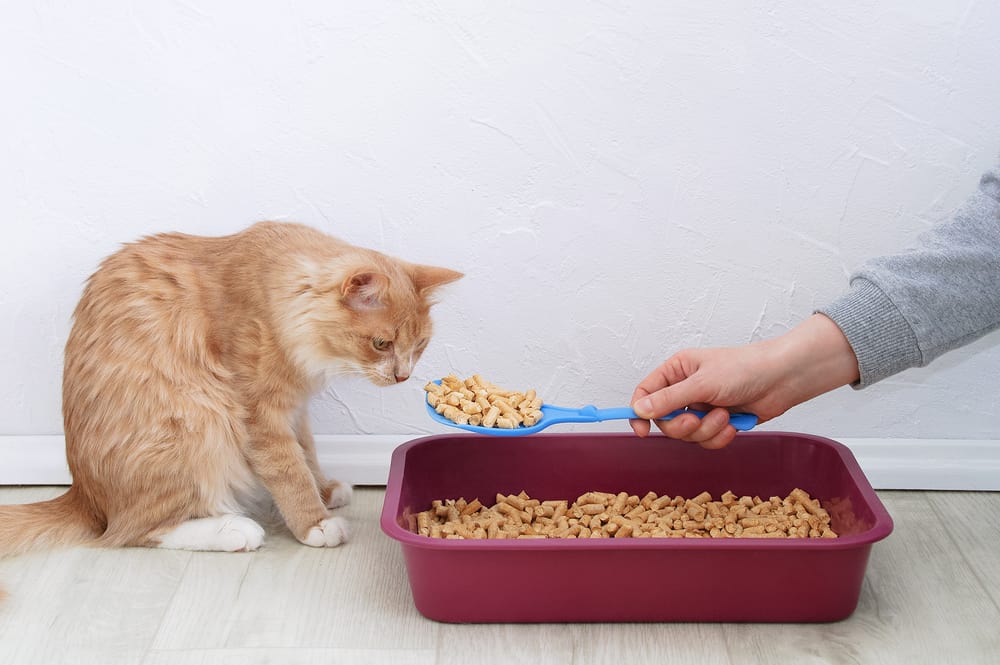 cat inspecting some wood pellet cat litter