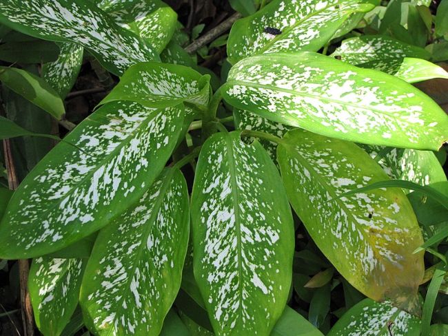 yellow leaves on houseplants