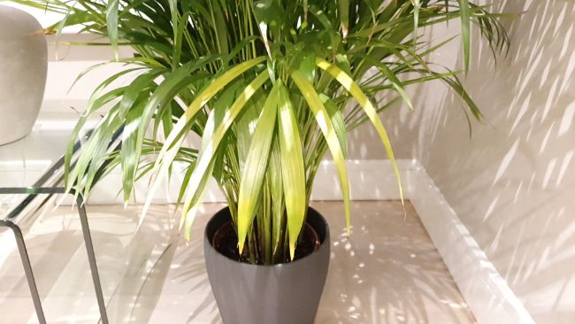 yellow leaves on houseplants dypsis lutescens