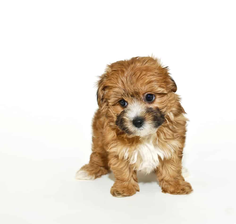 Very cute yorkie-Poo puppy on a white background