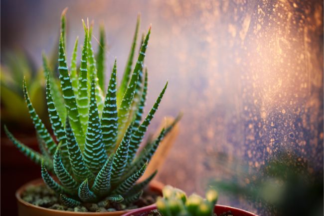 haworthia best bathroom plants