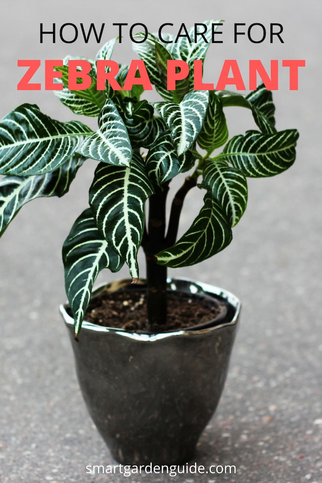 zebra plant care