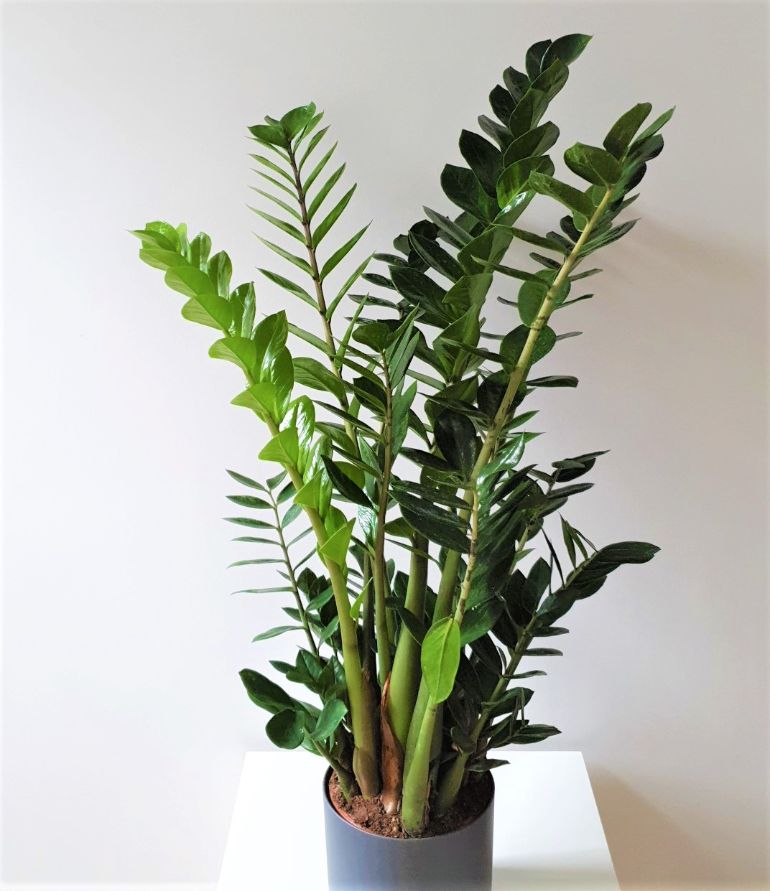 large zz plant (zamioculcas zamiifolia) to demonstrate growth rate