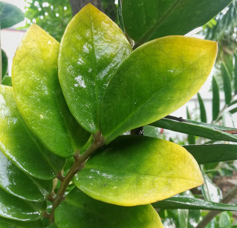 zz plant problems yellow leaves