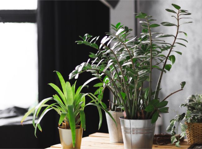 zz plant stalks falling over zamioculcas zamiifolia