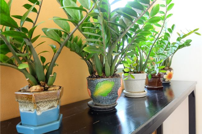 zz plant stalks falling over zamioculcas zamiifolia