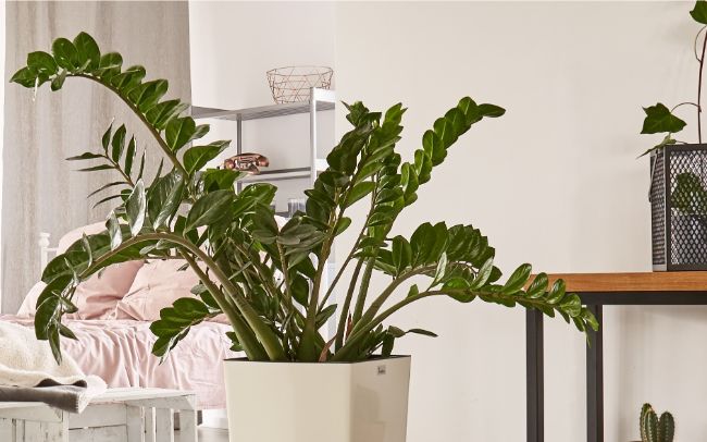 zz plant stalks falling over zamioculcas zamiifolia