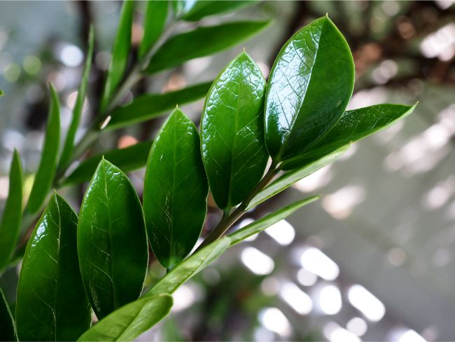 zz plant watering zamioculcas zamiifolia