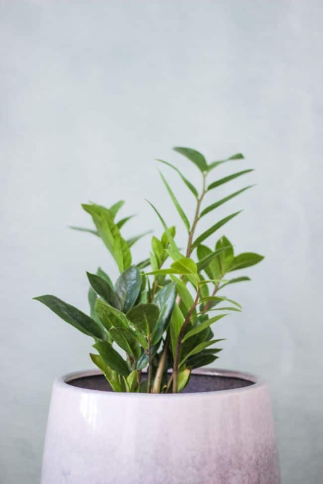 zz plant watering zamioculcas zamiifolia