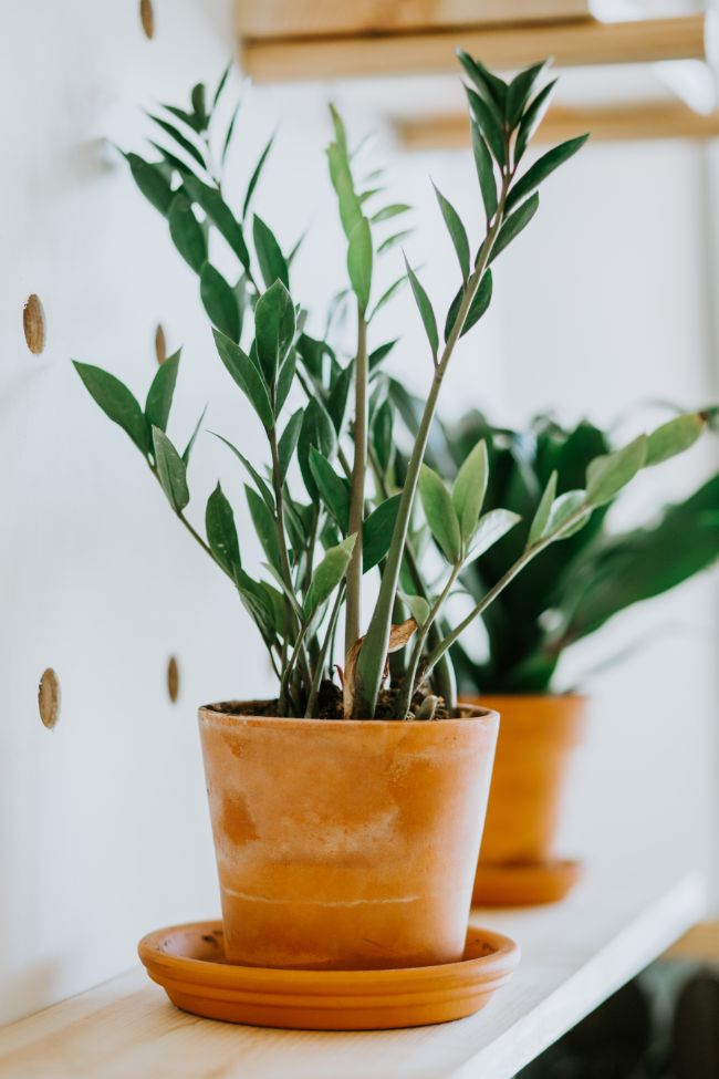 zz plant watering zamioculcas zamiifolia