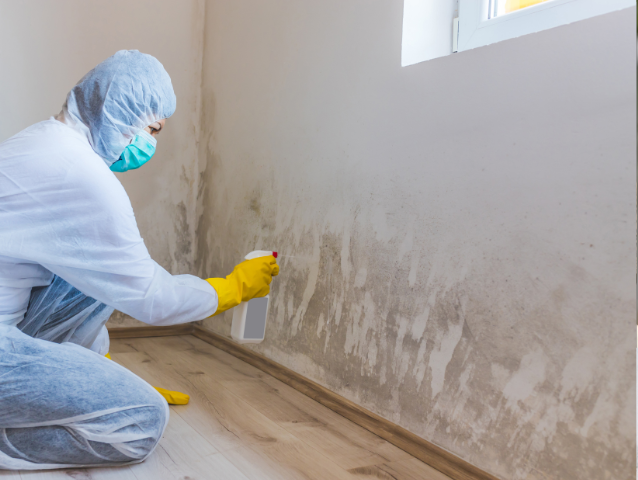 Applying Mold Killing Primer