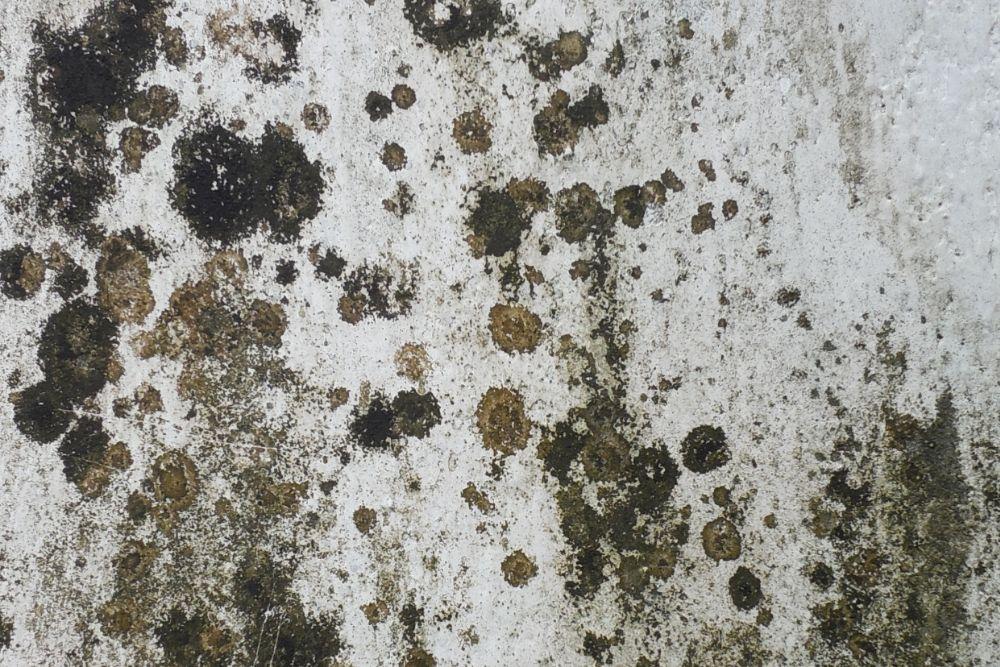 Mold on Wall