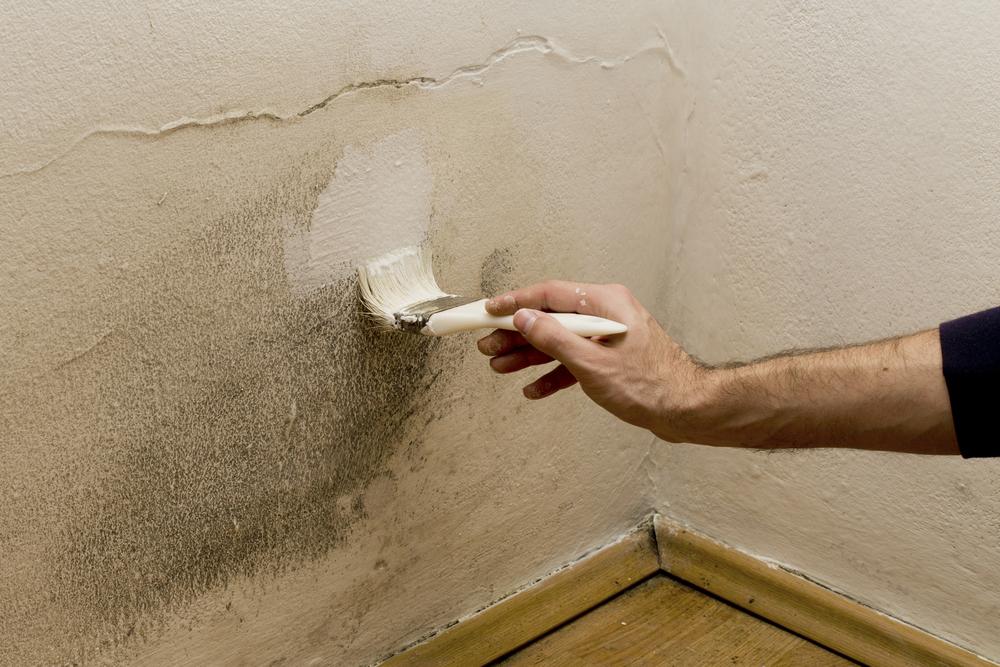 What Is The Best Paint To Prevent Mold