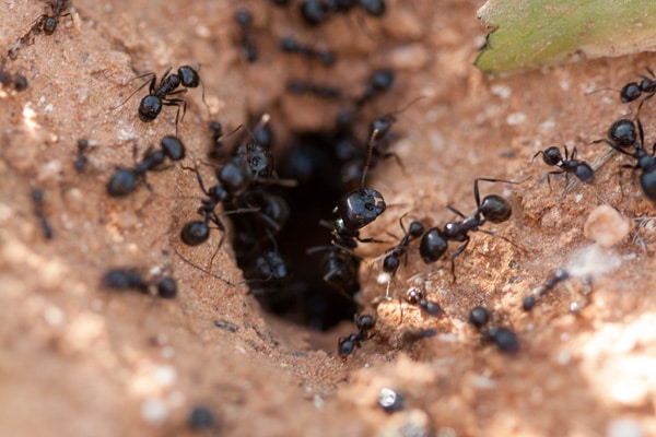 Ant colony