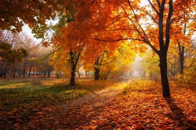 Autumn leaves on trees