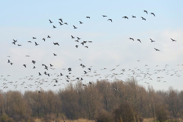 Flock of birds flying