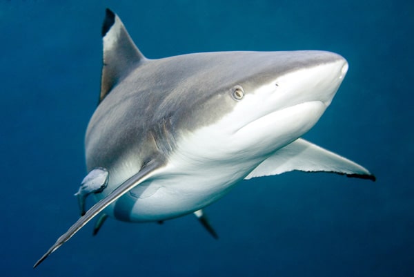 Blacktip Shark