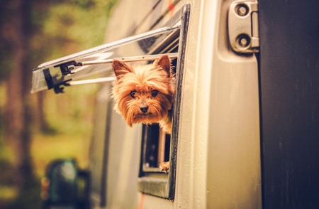 Dog hanging out the window of an RV