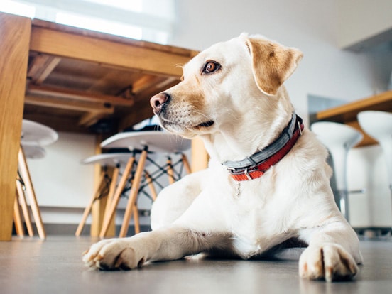 Take care of your pets during a natural disaster