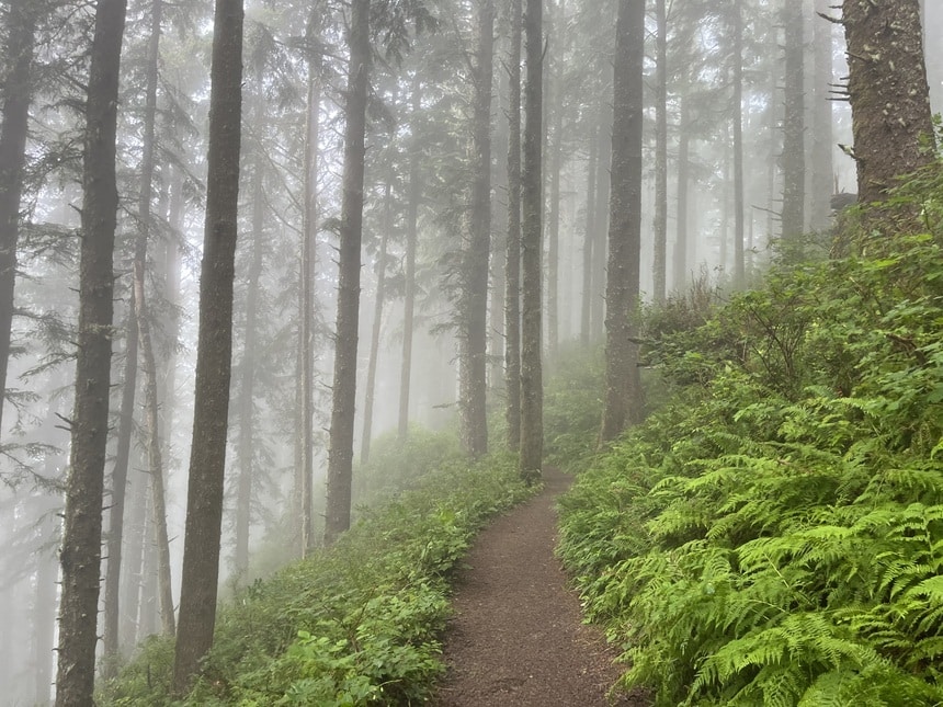 Fog in a forest on the coast of Oregon