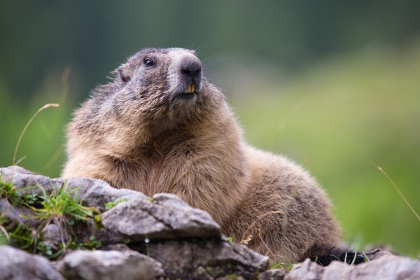 Groundhog